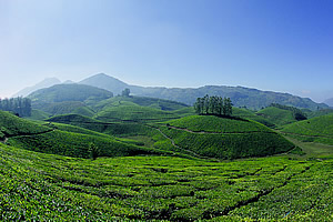 Wayanad Tour Packages