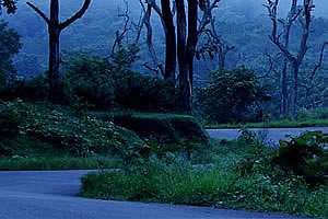 Wayanad Tour Packages